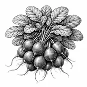 Champion Radish Seeds