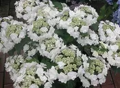 Hydrangea macrophylla Double Delights Wedding Gown