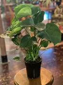 Monstera Deliciosa
