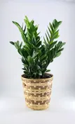 ZZ PLANT 8" POT