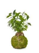 Ginseng Ficus Kokedama