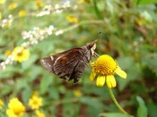 Acmella repens (formerly Spilanthes americana) (Creeping Spotflower)