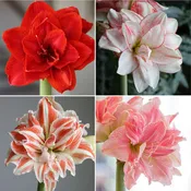 Amaryllis Double Collection