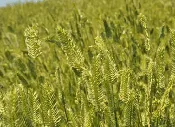 Crested Wheatgrass