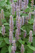 Agastache-Blue Fortune 1C