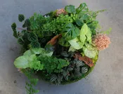 Planter Garden