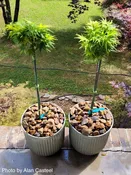Acer palmatum 'Mikawa yatsubusa' Lollipop Dwarf Japanese Maple
