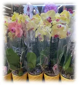 5″ Tabletop Single Spike Orchid