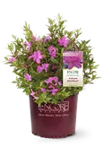 Autumn Amethyst Encore Azalea