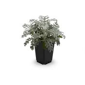 Dusty Miller