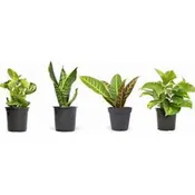 Green Plant