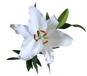 Alaska Asiatic Lily