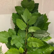 Avellano