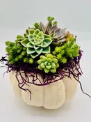 Pumpculents Workshop — Highway 92 Succulents