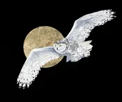 Snow Owl — Rebecca Kahrs