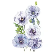 Amazing Grey Corn Poppy Seeds