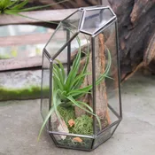 Air Plant Sphere