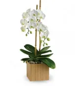 WHITE ORCHID