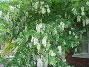 Black Locust Tree