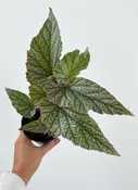 Begonia Frosty 4"