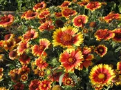 Gaillardia, Arizona Sun (Blanket Flower) Plug Flat
