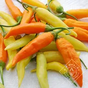 Aji Habanero
