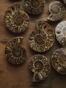 1-2" Polished Fossilized Ammonite Half, RM660