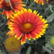 Rose Creek GAILLARDIA ARISTATA, Indian Blanket Flower 10 cu in
