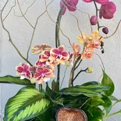 Colorful Orchid Garden