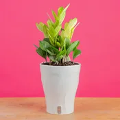 Chameleon ZZ Plant | medium