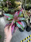Alternanthera Party Time — Seattle Plant Daddy