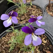 Viola pedata