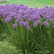 Allium, Millenium