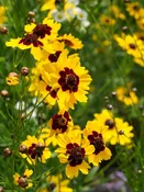 Beginner No-Stratification Seed Collection