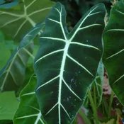 Alocasia Frydek Variegated, 4″ Pot