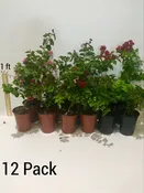 Your Choice of 12