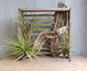 Air Plants and Driftwood Crate