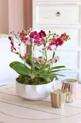 Amaranth Orchid Haven