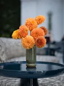 Sunset Glow — Urban Botanica