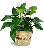 Pink Anthurium Plant in a Basket