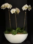 Triple stem phalaenopsis orchid