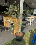 FIFA - 18" Pot - Olive Tree