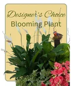 BLOOMING PLANT DEAL OF THE DAY