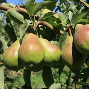 Bartlett Pear