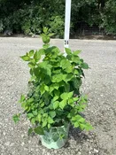 Pearls of Perfume™ Mock Orange
