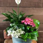 Blooming Dish Garden - Metal