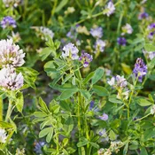 Green Keeper™ (Perennial) Alfalfa and Clover