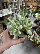 cotyledon tomentosa variegata — Seattle Plant Daddy