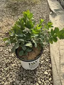 Decadence® Pink Truffles False Indigo