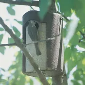 1 1/4 Inch Tree Trunk Birdhouse